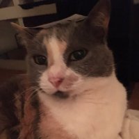 alicefive ☮️ (@alicefive11) 's Twitter Profile