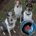 Dog agility addict, dog training geek, positive reinforcement trainer, collies, collies, collies.