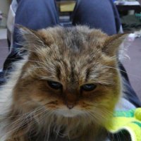 ドリームシアター (@dreamtheater961) 's Twitter Profile Photo ドリームシアター (@dreamtheater961) 's Twitter Profile Photo