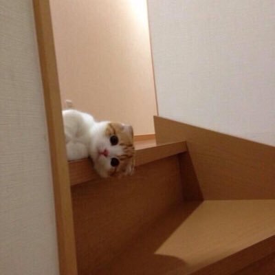 Ken86915332's profile picture. #RecursionCS でComputer Science勉強してます。