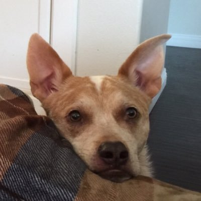 iguanitico's profile picture. 