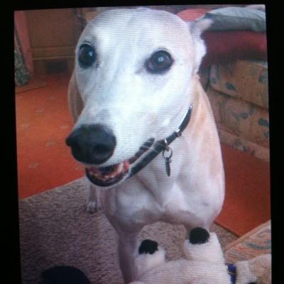 9 yr old greyhound/lurcher here, been with my owners for 8yrs who rescued me from battersea dogs. i love sleeping, having mad moments and steak !!!!!