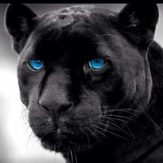 i live in panther country and im a die-hard Carolina panther fan since the super bowl run in 03