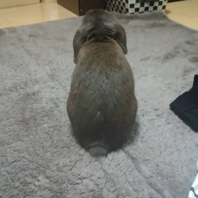 pesachi0907's profile picture. 病院勤務。診療情報管理士。本が大好き。湊かなえ。情報セキュリティマネジメント試験合格が今年の目標。ロップイヤー🐰とキジトラ🐱気ままに暮らしてます。