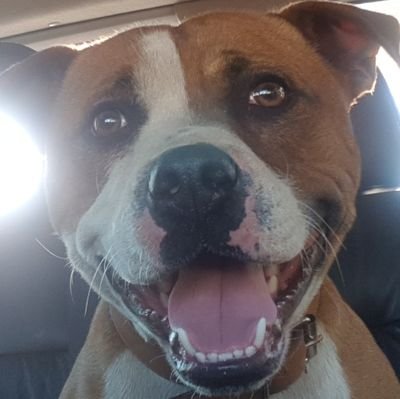 chefgarthshnier's profile picture. 