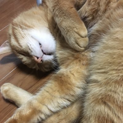 ゆささん 右のp 授乳の時激痛走ると思ったら噛み傷できて血が出てる うぅ どうすればいいんだろ 右pはすぐ乳腺炎なっちゃうので飲ませないのも怖いけど 飲ませると痛い つかまた噛まれて悪化しそう いっそ断乳したいけど まだpべったりなのでできる