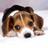 KoreaITServices's profile image