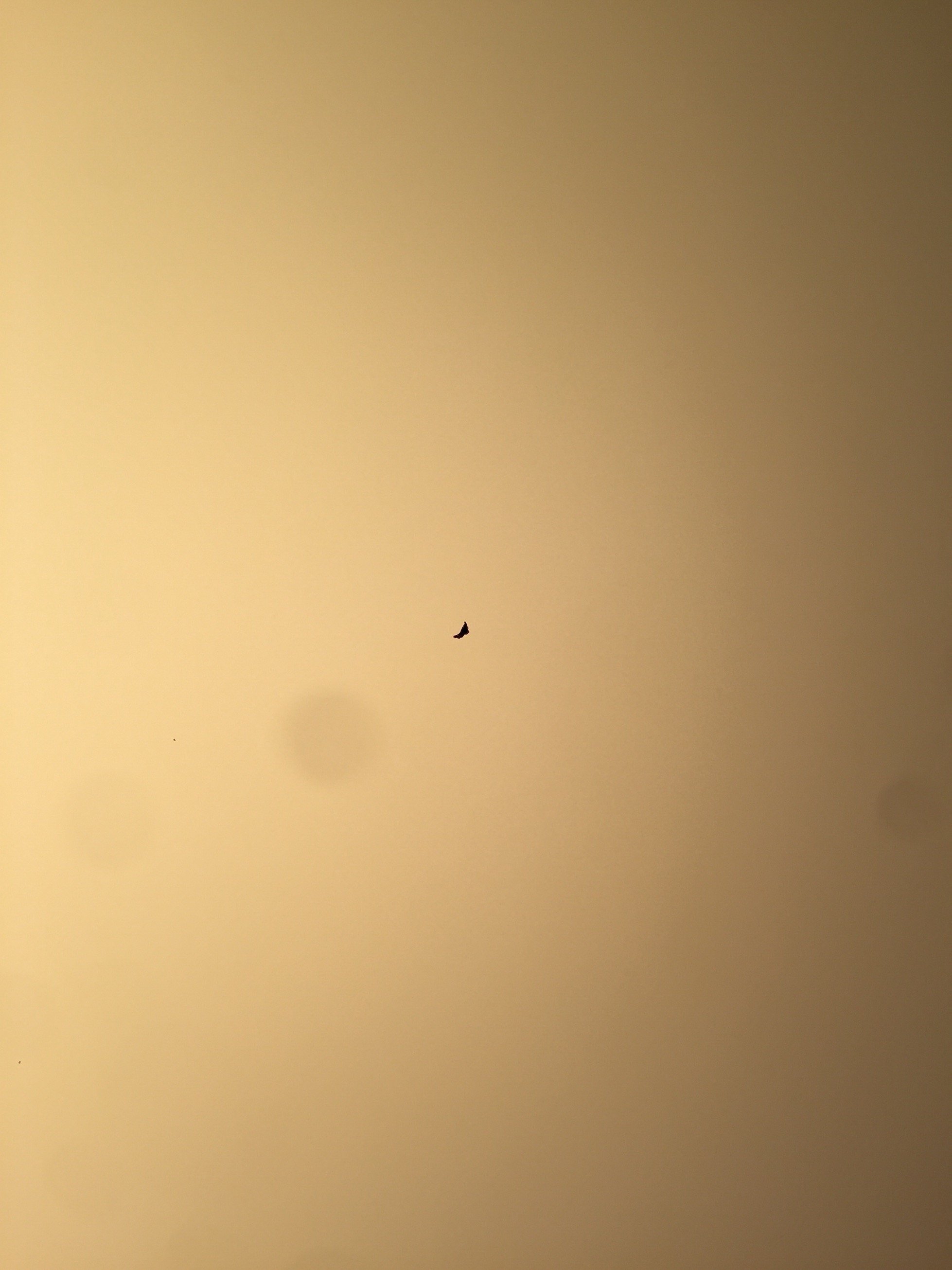 safinazworks's profile picture. 