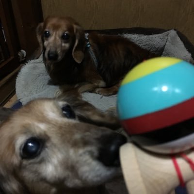 だいぶ恥ずかしがり屋🤣🤣 うなぎと スイーツ大好き ではポートレートや路上ライブの グラビア動物ツイートしてます 最近裏垢が多いので即ブロです!😤😠