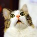 λoλcat (@katzenstrophe) Twitter profile photo λoλcat (@katzenstrophe) Twitter profile photo