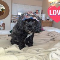 #CosmoCoolPup (@cosmocoolpup) 's Twitter Profile