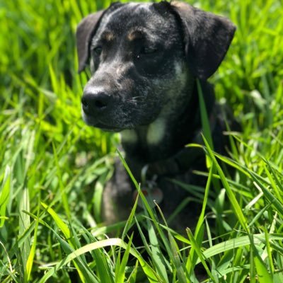 LuluBunnyBear's profile picture. Seattle, dog lover, mom, gardener, Roblox Developer Relations, dev advocate, sustainability. I help things grow, enjoy the outdoors, and try to stay grateful.