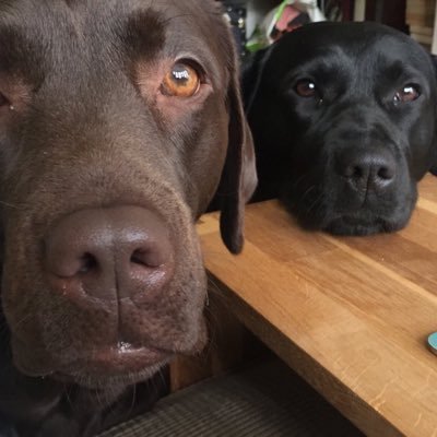 Two hapless labradors: Nancy is the ten year old black dog with some sense, Lottie is the eight year old brown whirling banshee with absolutely none.