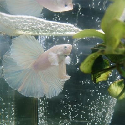 ミル ベタ シュリンプバカ そしてヴィールテイル稚魚小さい子達 元気に遊泳 ベタ ベタ稚魚 T Co 5ovxnlj5bw Twitter ミル ベタ シュリンプバカ そしてヴィールテイル稚魚小さい子達 元気に遊泳 ベタ ベタ稚魚 T Co 5ovxnlj5bw Twitter
