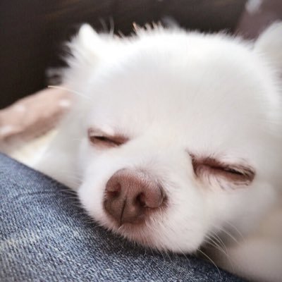 on9a5's profile picture. ポケモンgo   ドラクエウォーク 車 バイク ミニタリー