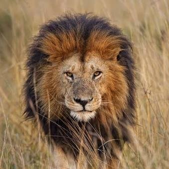 leobobadilla's profile picture. 