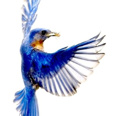 Blue Bird Flying On Twitter Roblox Give Me Tweet Bird My User Is Thebaconmasterthe1st - how to get the blue bird in roblox