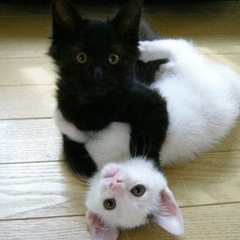 黒猫・白猫 [DVD]