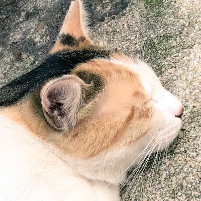 lextaseetlaterr's profile picture. 一生鍵垢