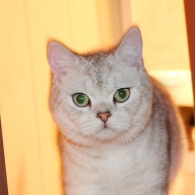 vermouth__xu's profile picture. 8ZY8PMEZ