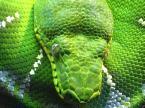 i think that reptiles are the best thing that's ever happened to me there all wonderful
