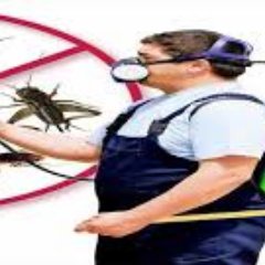 PestPooja's profile picture. 