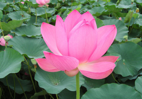 minoshin01's profile picture. みの島仏壇店 蓑島晋一郎／郡上市白鳥町にて「朝夕感謝の合掌」を合言葉に仏壇・仏具を始めとする宗教用具を販売しております。　営業品目：仏壇・仏具・神棚・神具・掛軸販売　仏壇・仏具修理等

2011年まで青年会議所に所属していました　