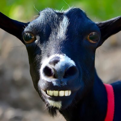 yamhands1's profile picture. Where I lay my horns is home.   Ramblings of a frequent flyer.