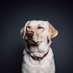 Racism Watchdog (@racismdog) Twitter profile photo Racism Watchdog (@racismdog) Twitter profile photo