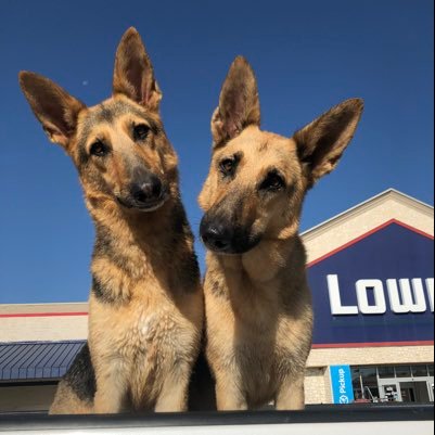 8 year old twin German Shepherd rescues from San Antonio.