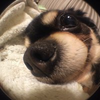 柴犬大好き🥖🦡❄️ (@sibainuzuki) Twitter profile photo