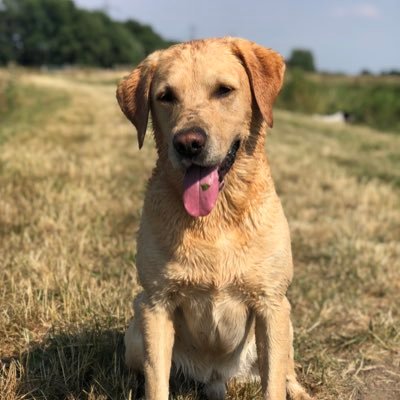 I am a golden labrador called Ralph. I love long walks, cuddles, sausages and swimming in the sea 🐶