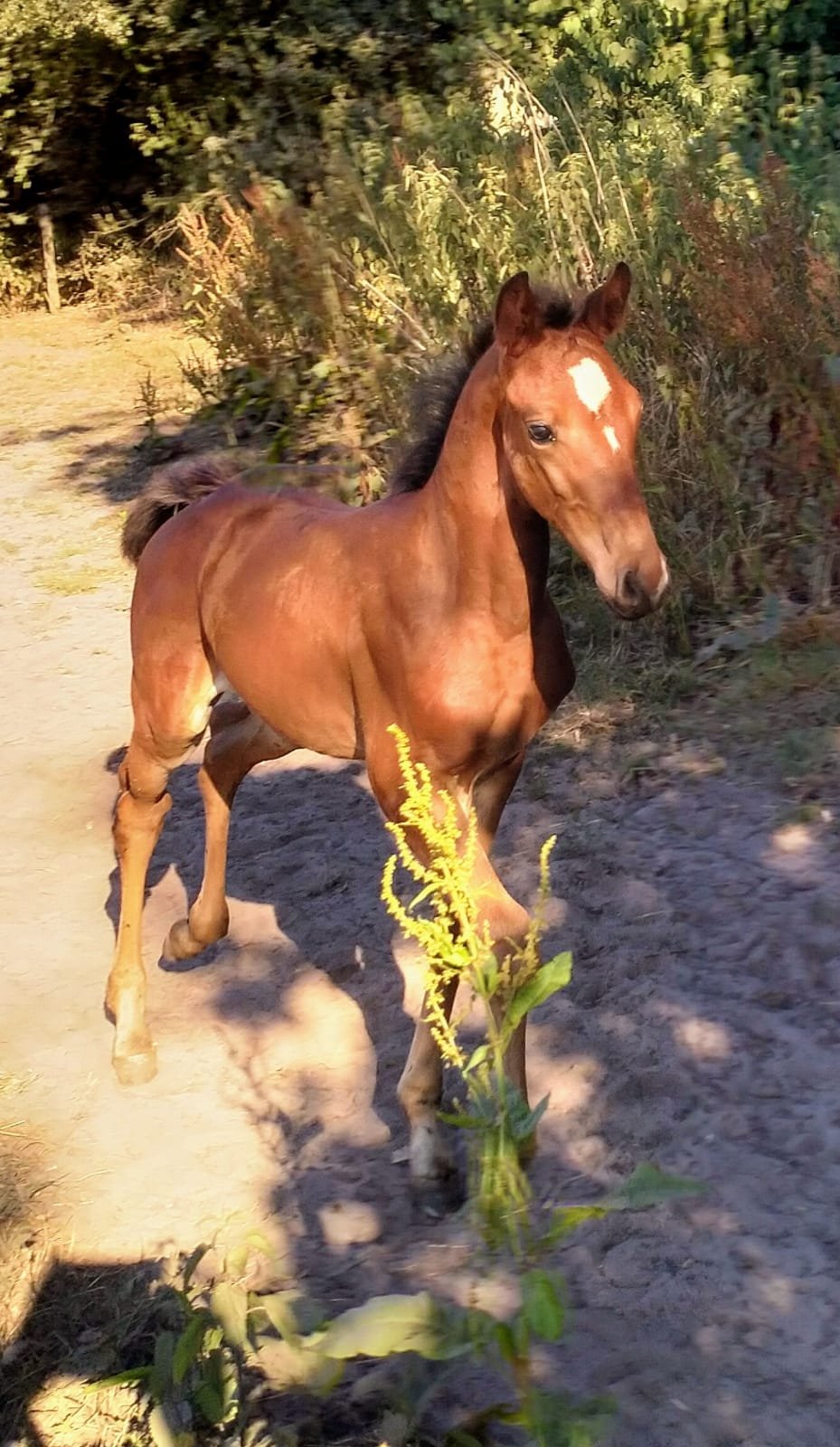 veldenroosvd's profile picture. 