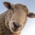 In His Fold (@bleatingsheep1) Twitter profile photo In His Fold (@bleatingsheep1) Twitter profile photo