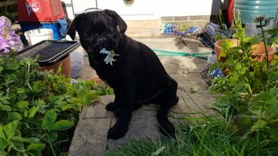 Pictures of Pete the pug.