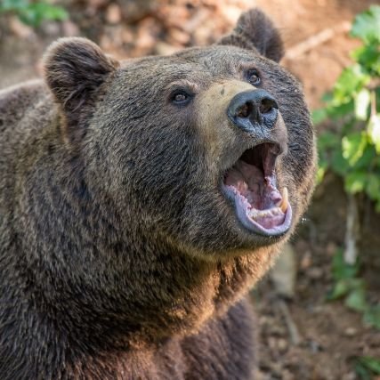 Marc33879882's profile picture. Make American Great
#MAGA
Build the wall ❌ 