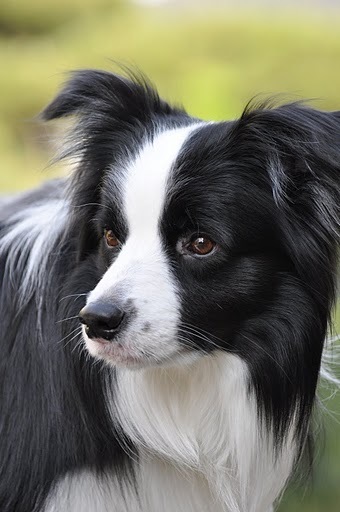 ika0ru's profile picture. ガオー、パク！