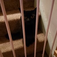 Saturn's Cat #solidarity #iorestoacasa 🇪🇺🕯️ (@waschbaernoctur) 's Twitter Profile