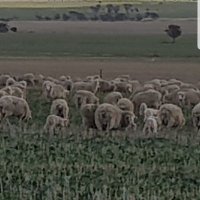 Turrama Farms (@turramafarms) 's Twitter Profile