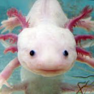 doc_ill_tv's profile picture. He/Him | Gameplay Programmer @SquanchGames | Likes bad movies | Follows 18+ accts. | All opinions are my own