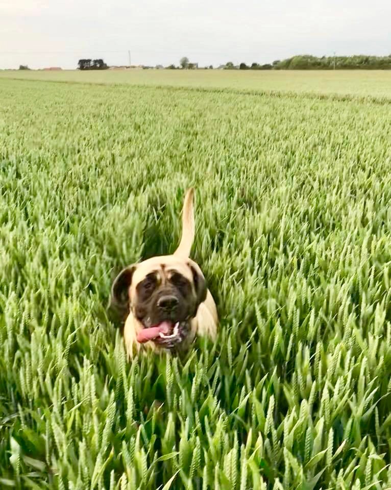 CCrowe321's profile picture. 