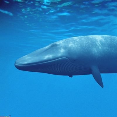 الحوت الازرق تويتر