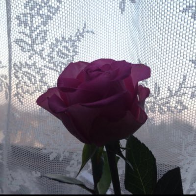 hafsahshorizon's profile picture. اللهم انصر اهل غزة و يجعل فلسطين حرة🇵🇸