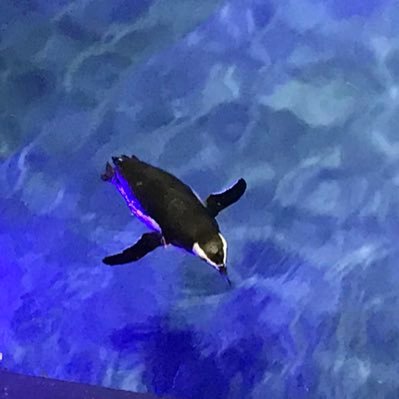 ryuta9651452365's profile picture. 物理 ラーメン 初志貫徹 バスケ 天体観測 Aimer