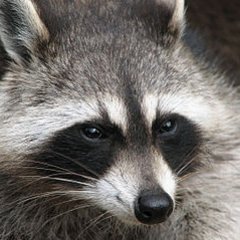 Web屋界におけるアンリマユ、IE6の泥をかぶって生き延びたフルスタック。今となっては、IE6も制作・開発者さん達も、LLAP. 「その3倍は(予算)持ってこい!」
※アライグマでもアライさんではないです。