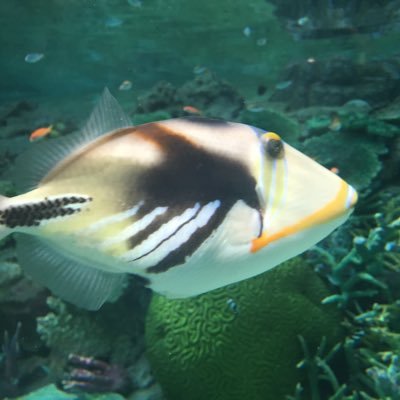 td_6a's profile picture. ポケモンgo すこ