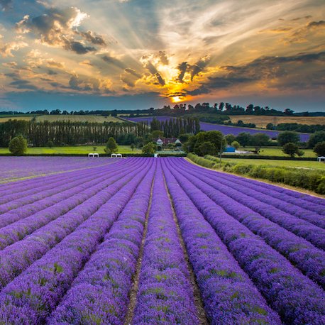 An award-winning family farm in Kent, with an innovative range and a unique farm shop set amidst spectacular fields of lavender. Online shopping too!