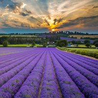 Castle Farm, Kent (@castlefarmkent) 's Twitter Profile