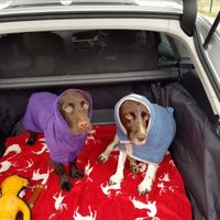 🐶 Tilly & Ted 🐕 (@tilly_ted) 's Twitter Profile