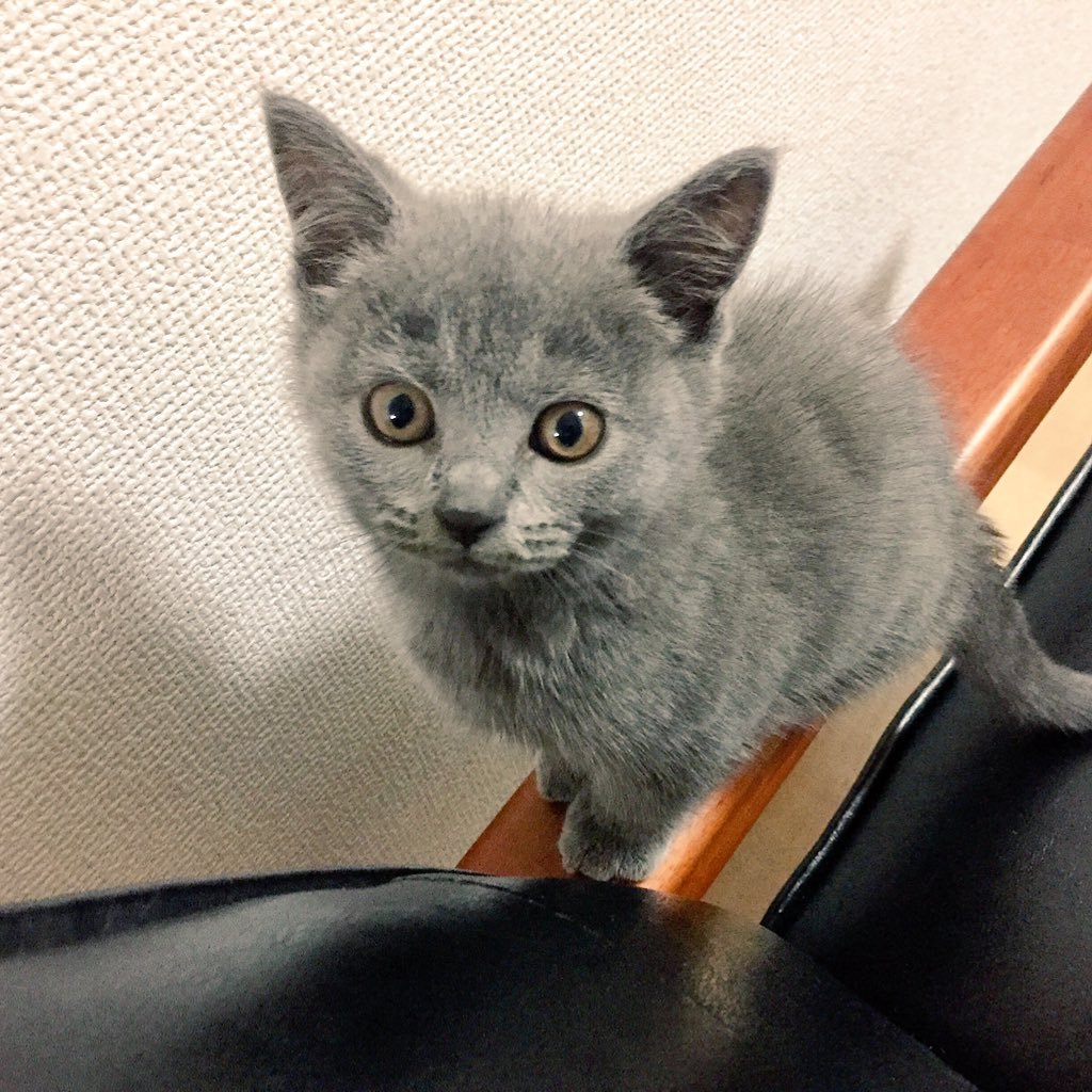初めて猫を飼った猫初心者。2018年5月10日生まれ、ブリティッシュショートヘアの真弓さんです。阪神の真弓明信元選手（元監督）からお名前頂きました。まだお家ソワソワしてます。